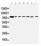 SPARC Like 1 antibody, PA2088, Boster Biological Technology, Western Blot image 