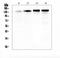 SRC Kinase Signaling Inhibitor 1 antibody, A08110-1, Boster Biological Technology, Western Blot image 