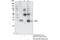 Etoposide-induced protein 2.4 antibody, 42328S, Cell Signaling Technology, Immunoprecipitation image 