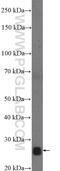 NOG antibody, 14772-1-AP, Proteintech Group, Western Blot image 