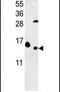 60S ribosomal protein L37 antibody, PA5-26570, Invitrogen Antibodies, Western Blot image 