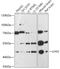 Lim3 antibody, 16-837, ProSci, Western Blot image 