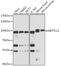 EEF1A Lysine And N-Terminal Methyltransferase antibody, 22-708, ProSci, Western Blot image 