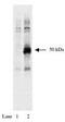 HA tag antibody, MA1-12429, Invitrogen Antibodies, Western Blot image 
