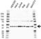 Transformer 2 Beta Homolog antibody, VPA00344, Bio-Rad (formerly AbD Serotec) , Western Blot image 