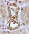 SGK antibody, TA326326, Origene, Immunohistochemistry frozen image 