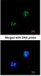 NHP2-like protein 1 antibody, NBP1-32732, Novus Biologicals, Immunocytochemistry image 