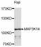 Mitogen-Activated Protein Kinase Kinase Kinase 14 antibody, LS-C747011, Lifespan Biosciences, Western Blot image 