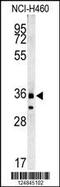Family With Sequence Similarity 49 Member A antibody, MBS9212069, MyBioSource, Western Blot image 