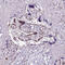 Serine And Arginine Rich Splicing Factor 4 antibody, HPA050975, Atlas Antibodies, Immunohistochemistry paraffin image 