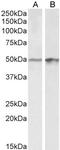E2F Transcription Factor 4 antibody, LS-C205076, Lifespan Biosciences, Western Blot image 