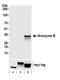 CTLA-1 antibody, A700-022, Bethyl Labs, Western Blot image 