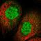 Chromosome 19 Open Reading Frame 33 antibody, HPA054406, Atlas Antibodies, Immunofluorescence image 