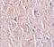 Leucine-rich repeat transmembrane neuronal protein 4 antibody, PA5-21101, Invitrogen Antibodies, Immunohistochemistry frozen image 