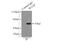 WT1 Associated Protein antibody, 10200-1-AP, Proteintech Group, Immunoprecipitation image 