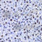 Protein Kinase, DNA-Activated, Catalytic Subunit antibody, A7716, ABclonal Technology, Immunohistochemistry paraffin image 