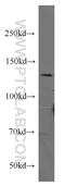 CCCTC-Binding Factor antibody, 10915-1-AP, Proteintech Group, Western Blot image 