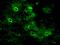 Enolase 2 antibody, 804905, BioLegend, Immunohistochemistry paraffin image 
