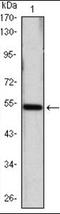 Sonic hedgehog protein antibody, orb137416, Biorbyt, Western Blot image 