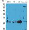 Apelin antibody, PA5-51077, Invitrogen Antibodies, Western Blot image 