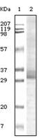 Zinc Finger CCHC-Type Containing 3 antibody, AM06092SU-N, Origene, Western Blot image 