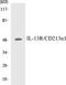 Interleukin 13 Receptor Subunit Alpha 1 antibody, EKC1297, Boster Biological Technology, Western Blot image 