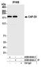 Condensin-2 complex subunit D3 antibody, A300-604A, Bethyl Labs, Immunoprecipitation image 