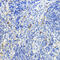 Interleukin 10 antibody, 18-551, ProSci, Immunohistochemistry paraffin image 