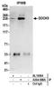 Dedicator of cytokinesis protein 5 antibody, A304-988A, Bethyl Labs, Immunoprecipitation image 