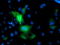 Protein Arginine Methyltransferase 2 antibody, LS-C173323, Lifespan Biosciences, Immunofluorescence image 
