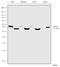 Fibroblast growth factor 10 antibody, 720149, Invitrogen Antibodies, Western Blot image 