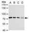 Zinc Finger CCCH-Type Containing 12A antibody, TA308484, Origene, Western Blot image 