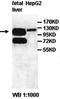 Oxoglutarate Dehydrogenase antibody, orb77663, Biorbyt, Western Blot image 