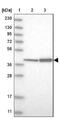 Death Associated Protein 3 antibody, NBP1-88568, Novus Biologicals, Western Blot image 