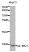 Defensin Beta 121 antibody, LS-C335132, Lifespan Biosciences, Western Blot image 