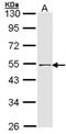 Ring Finger Protein 13 antibody, NBP1-31251, Novus Biologicals, Western Blot image 