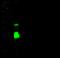 Cathepsin S antibody, 50769-T48, Sino Biological, Western Blot image 