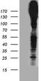 Canalicular multispecific organic anion transporter 2 antibody, TA890097, Origene, Western Blot image 