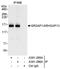 SLIT-ROBO Rho GTPase Activating Protein 1 antibody, A301-285A, Bethyl Labs, Immunoprecipitation image 