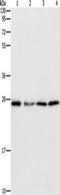 Proteasome Subunit Beta 7 antibody, TA349570, Origene, Western Blot image 