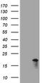 Growth arrest and DNA damage-inducible protein GADD45 gamma antibody, TA505488S, Origene, Western Blot image 