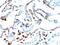 Milk Fat Globule-EGF Factor 8 Protein antibody, 33-436, ProSci, Immunofluorescence image 