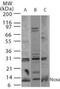 Phorbol-12-Myristate-13-Acetate-Induced Protein 1 antibody, PA1-41010, Invitrogen Antibodies, Western Blot image 