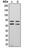 Lamin A/C antibody, MBS8214413, MyBioSource, Western Blot image 