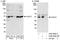 Hsp90 co-chaperone Cdc37 antibody, A302-488A, Bethyl Labs, Immunoprecipitation image 