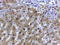 GAPDH antibody, LS-C20161, Lifespan Biosciences, Immunohistochemistry paraffin image 