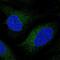Cytochrome P450 Family 51 Subfamily A Member 1 antibody, NBP2-48793, Novus Biologicals, Immunocytochemistry image 