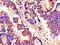 A-Kinase Anchoring Protein 9 antibody, CSB-PA857882LA01HU, Cusabio, Immunohistochemistry frozen image 