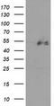 Histone Deacetylase 1 antibody, TA502028, Origene, Western Blot image 