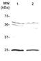 Placenta Enriched 1 antibody, TA354852, Origene, Western Blot image 